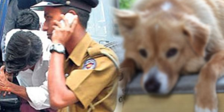நாயை எரித்துக் கொன்ற நபர் கைது!