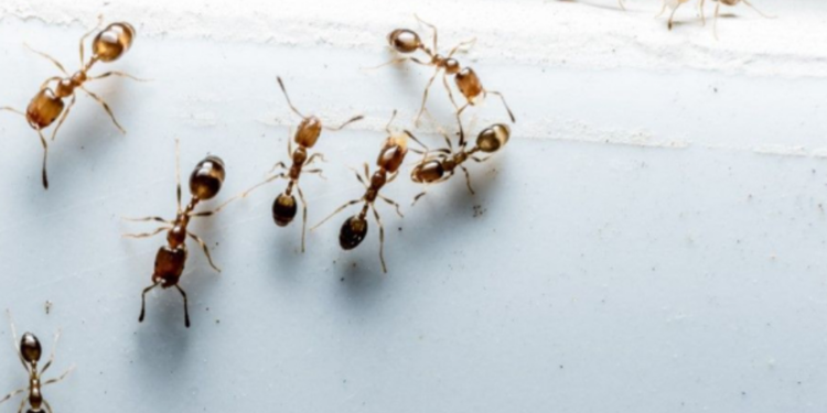 விக்ஷ எறும்பால் அச்சத்தில் மக்கள்!