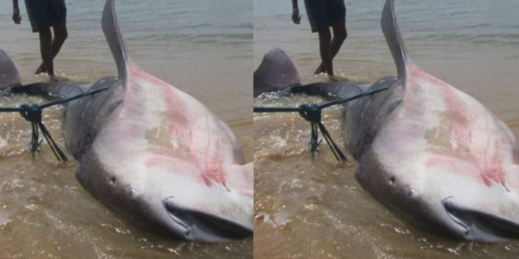 யாழ் மீனவர் வலையில் சிக்கிய பாரிய சுறா