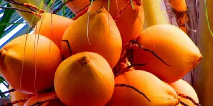 2000 ரூபாவிற்கு விற்கப்படும் இளநீர்