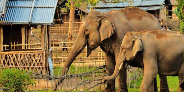 யானைகளால் ஏற்ப்பட்வுள்ள ஆபத்து குறித்து விடுக்கப்பட்டுள்ள எச்சரிக்கை!