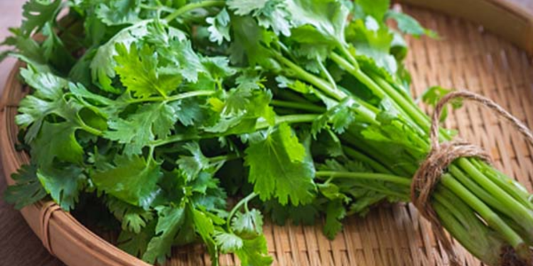 கொழுப்பை கரைக்கும் கொத்தமல்லி