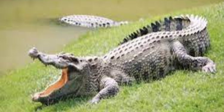 கொழும்பில் முதலைகள் நடமாட்டம் அதிகரிப்பு!