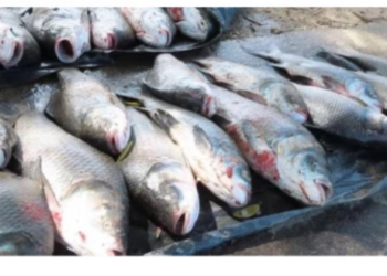 அம்பாறையில் அதிக மீன் வேட்டை!