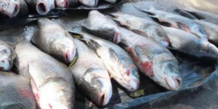 அம்பாறையில் அதிக மீன் வேட்டை!