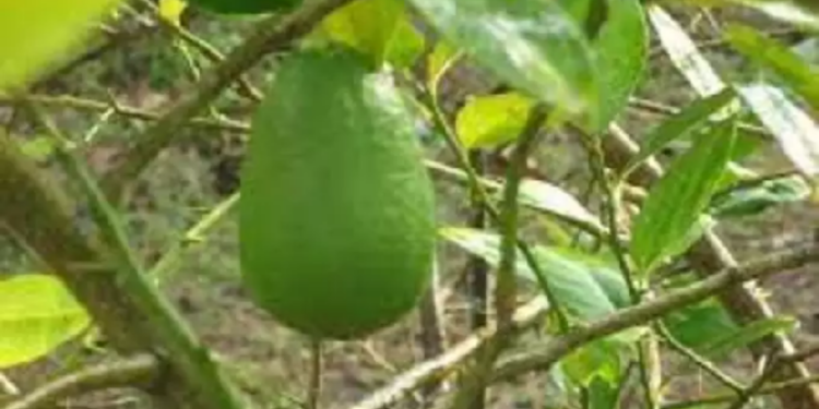 கஜி நேமு எலுமிச்சை மூலம் உடலுக்கு கிடைக்கும் சத்துகள்