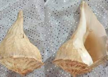 மட்டக்களப்பில் வலம்புரி சங்குடன் ஒருவர் கைது!