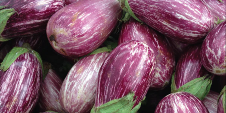 கத்தரிக்காய்களில் மனிதர்களுக்கு தீங்கு விளைவிக்கும் பூச்சிக் கொல்லி மருந்துகள்!