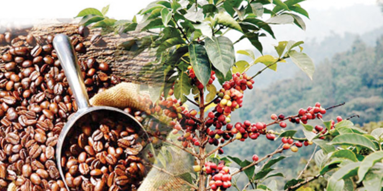இலங்கையில் மீண்டும் கோப்பி பயிர்ச்செய்கை