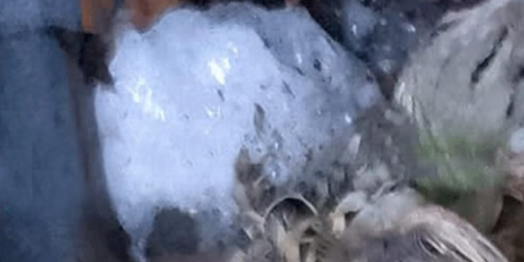 உலக வரலாற்றின் முதன் முறை பதிவான சம்பவம்!