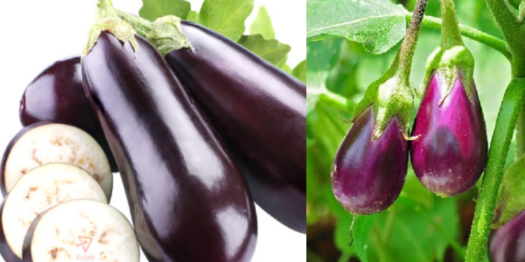 யாரெல்லாம் கத்தரிக்காய் சாப்பிடலாம் தெரியுமா?