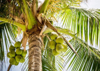 தமிழர் பகுதியில் சோகம் தென்னையில் இருந்து தவறி விழுந்த நபர் மரணம்!