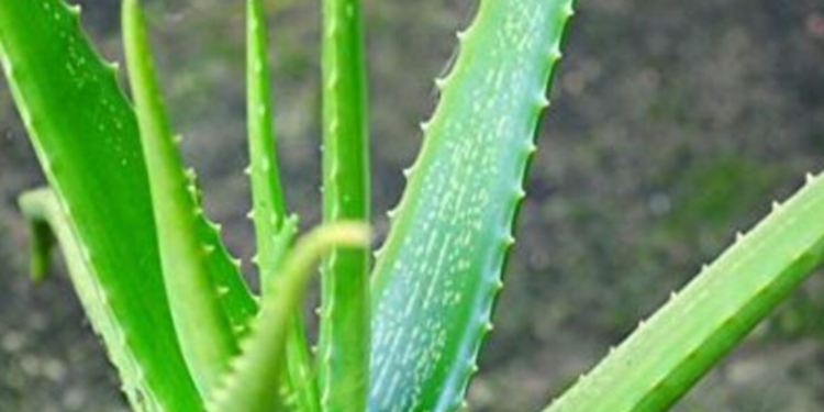 கற்றாழையை வீட்டில் வளர்ப்பதன் வாஸ்து கூறுவது என்ன??