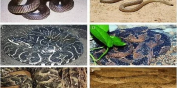 பாம்புகளால் ஏற்ப்படும் ஆபத்து குறித்து விடுக்கப்பட்டுள்ள எச்சரிக்கை!