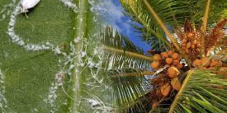 தென்னையில் அதிகரிக்கும் வெள்ளை ஈயின் தாக்கத்தை கட்டுப்படுத்த நடவடிக்கை!