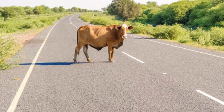 மாட்டினால் பறிபோன உயிர்!