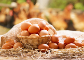 இன்று முதல் குறைக்கப்படும் முட்டை விலை!