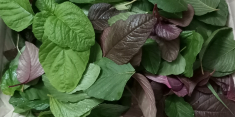 முளைக் கீரையை உணவில் சேர்ப்பதால் கிடைக்கும் பயன்கள்