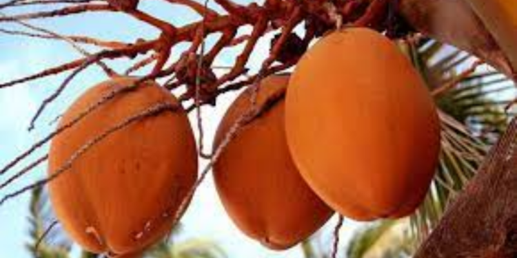 விவசாய அமைச்சு மேற்கொண்டுள்ள புதிய நடவடிக்கை!