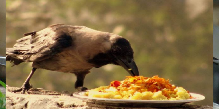 தீராத தோஷம் நீங்க காகத்திற்கு எப்படியான உணவு வைக்க வேண்டும் தெரியுமா?