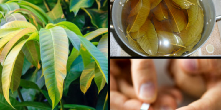 சக்கரை நோயை குணமாக்கும் இலைகள்