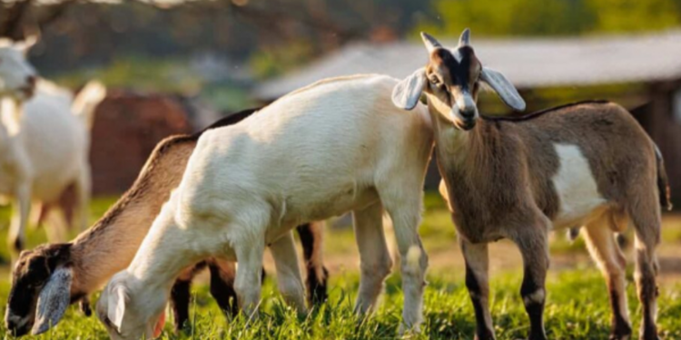 மனித உடலமைப்பில் பிறந்த அதிசய ஆட்டுக் குட்டி!