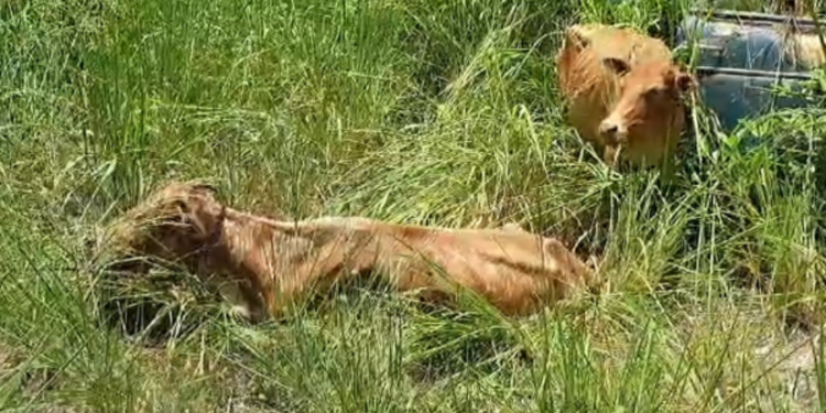 மாடுகளை ஏற்றிச் சென்ற ஏழு பேர் கைது!