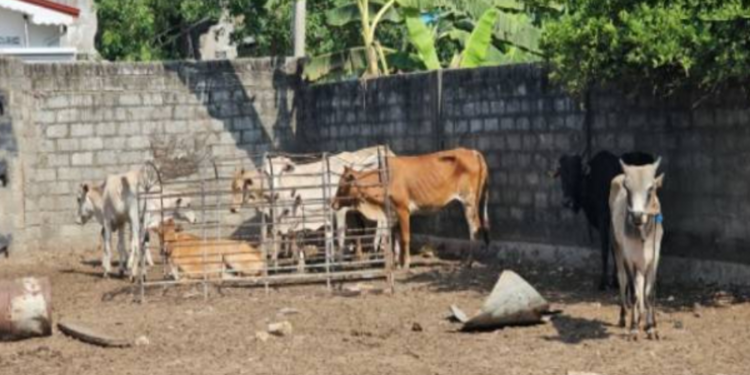 யாழில் சட்டவிரோதமாக இயங்கி வந்த கொல்களம் பொலிசாரால் முற்றுகை!