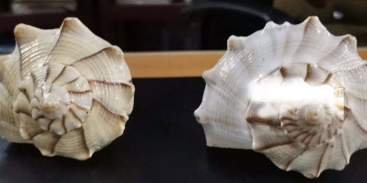 வலம்புரிச் சங்குடன் சந்தேக நபர் ஒருவர் கைது!