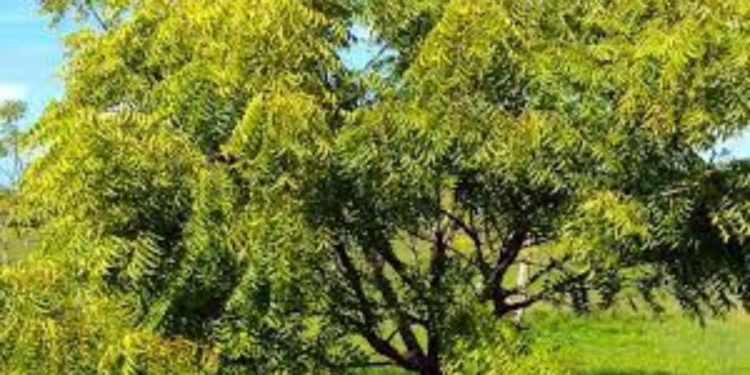 வேப்பமர உச்சியில் மீட்க்கப்பட்ட குடும்பஸ்தரின் சடலம்!