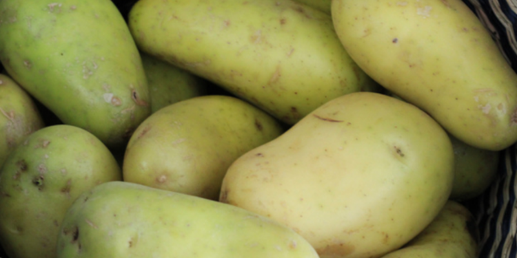 கிழங்கு தொடர்பில் மக்களுக்கு எச்சரிக்கை!