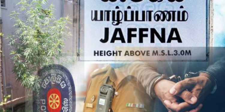 யாழில் வீட்டில் கஞ்சா செடி வளர்த்த நபர் கைது!