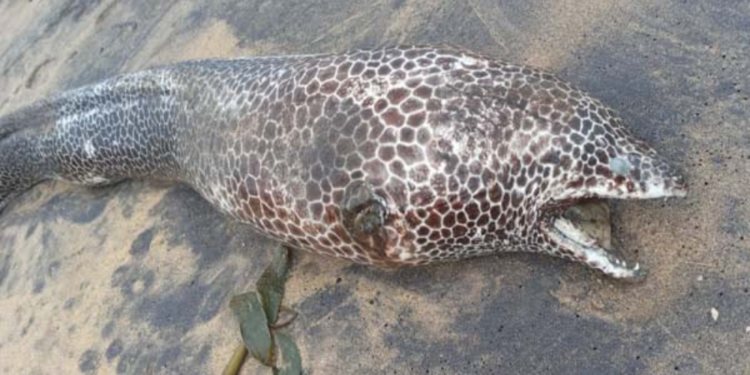 இலங்கையில் கண்டுபிடிக்கப்பட்ட அரிய வகை மீனினம் ஒன்று