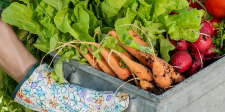 கனடாவில் பிரபலமாகும் வீட்டுத் தோட்டங்கள்!