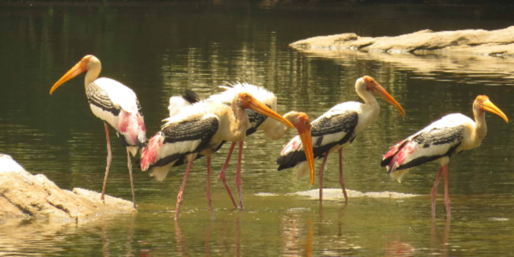 சரணாலயத்தில் உயிரிழந்த நூற்றுக் கணக்கான பறவைகள்