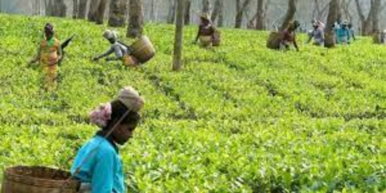 தேயிலை தோட்டங்கள் குறித்து அரசு மேற்கொண்டுள்ள அதிரடி நடவடிக்கை!