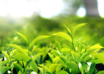 பெருந்தோட்ட தொழிலார்களின் சம்பள அதிகரிப்பு தொடர்பில் ஜனாதிபதி பிறப்பித்துள்ள உத்தரவு!