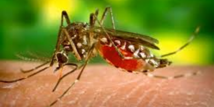 யாழில் டெங்கு பெருகும் சூழல் மூவருக்கு எதிராக வழக்கு பதிவு!