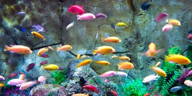 அலங்கார மீன் வளர்ப்பால் இலங்கைக்கு வருமானம்!