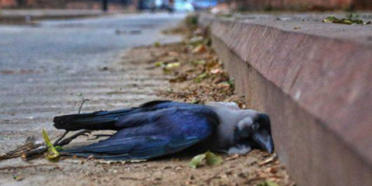 முதன் முறையாக பறவைக் காய்ச்சலால் பாதிக்கப்பட்ட காகங்கள்!