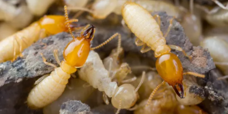 பெரும் தொகை டொலர்களை அரித்த தின்ற கரையான்