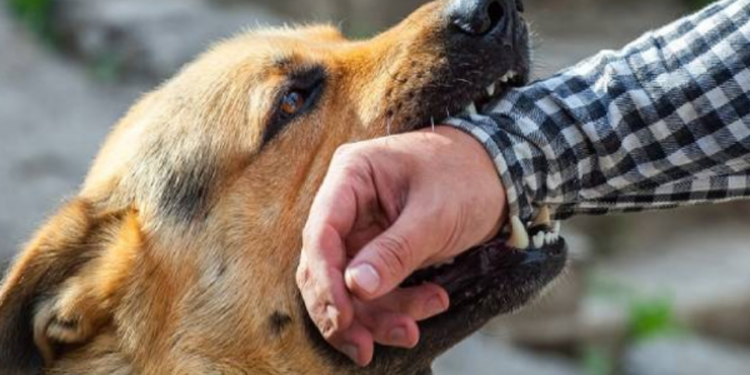 மகனை வளர்ப்பு நாய் கடித்ததால் மன உளைச்சலுக்கு உள்ளான தந்தைக்கு நிகழ்ந்த சோகம்!