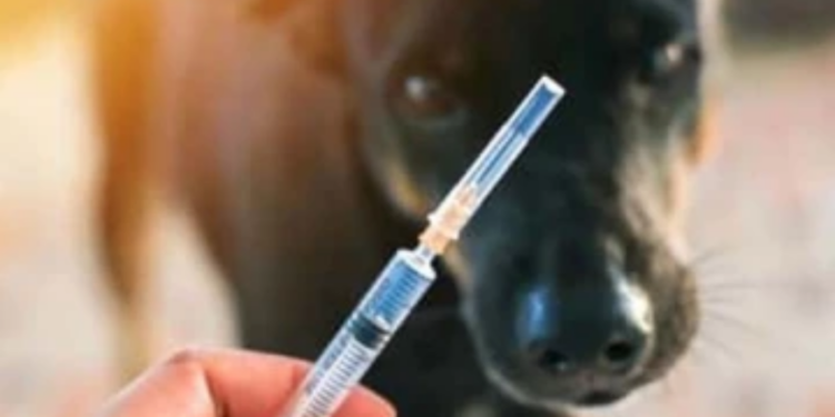 விசர் நாய் கடி தொடர்பில் எச்சரிக்கை!