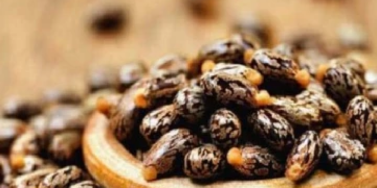 ஆமணக்கு விதைகள் சாப்பிட்ட சிறுவர்களுக்கு நிகழ்ந்த சோகம்!