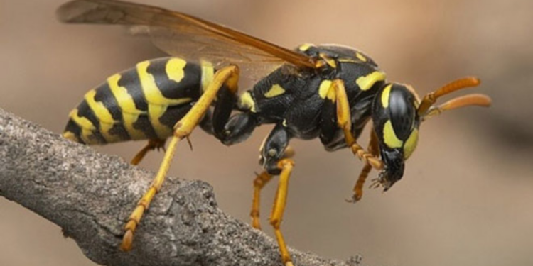 யாழில் குழவிக் கொட்டுக்கு இலக்கான மூன்று பிள்ளைகளின் தாய் உயிரிழப்பு!