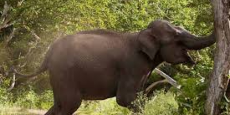 யானை தாக்கியதில் இளைஞர் உயிரிழப்பு!