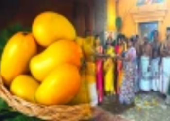 6 இலட்சம் ரூபாய்க்கு ஏலம்போயுள்ள மாம்பழம்