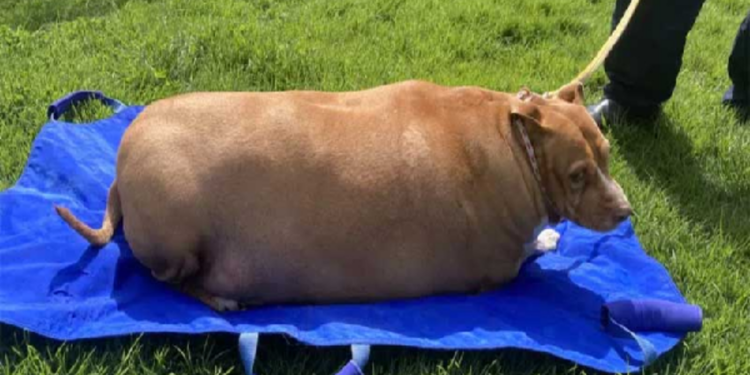 அளவுக்கு மீறி நாய்க்கு உணவளித்த பெண்ணுக்கு சிறைத்தண்டனை!