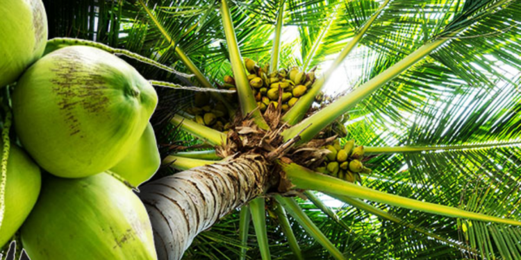 தெங்கு செய்கையாளர்களுக்கு விசேட தொலைபேசி இலக்கம் அறிமுகம்!