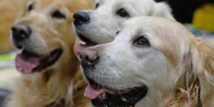 கனடாவில் 19 நாய்களை ஈவிரக்கமின்றி கொன்ற நபர்!